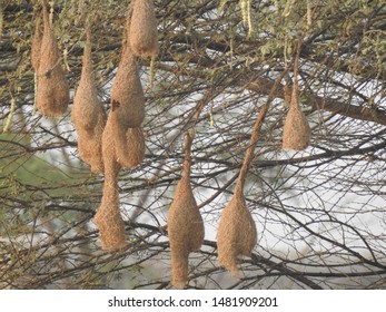 Hanging Nests To The Tree. Sudan Golden Sparrow, Made (weaves) The Nest With Long Grass. House Or Home Of Birds.