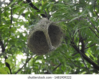 Hanging Nests To The Tree. Sudan Golden Sparrow, Made (weaves) The Nest With Long Grass. House Or Home Of Birds.