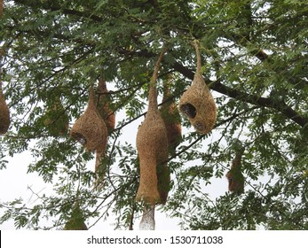 Hanging Nests To The Tree. Sudan Golden Sparrow, Made (weaves) The Nest With Long Grass. House Or Home Of Birds.