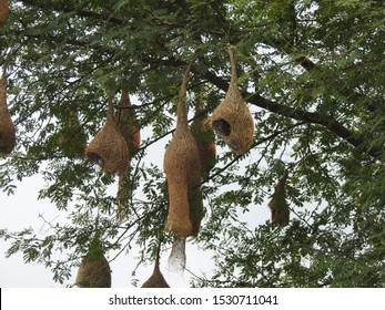 Hanging Nests To The Tree. Sudan Golden Sparrow, Made (weaves) The Nest With Long Grass. House Or Home Of Birds.