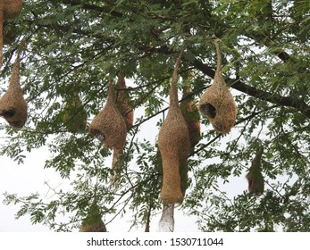 Hanging Nests To The Tree. Sudan Golden Sparrow, Made (weaves) The Nest With Long Grass. House Or Home Of Birds.