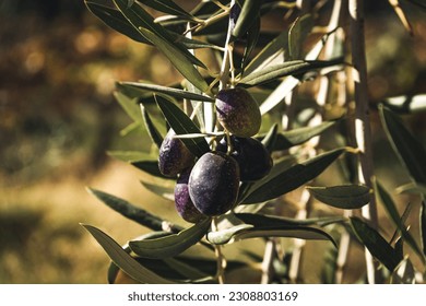 Hanging olives from Olea europaea tree - Shutterstock ID 2308803169