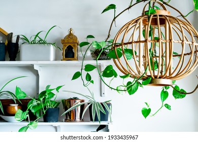 Hanging and on the shelves indoor plants. Interior white, bright and airy home. - Shutterstock ID 1933435967