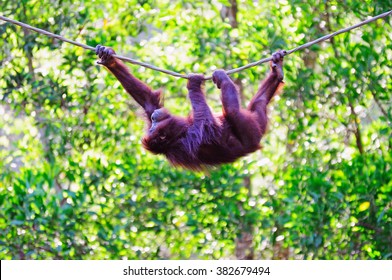 Hanging Orangutan on a rope in Sabah Borneo, Malaysia. 