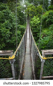 Hanging Path Between The Trees In The Jungle, Guyana. World Tourism And Recreation.