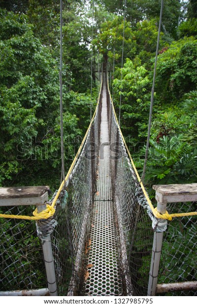Hanging path between the trees in the jungle,\
Guyana. World tourism and\
recreation.