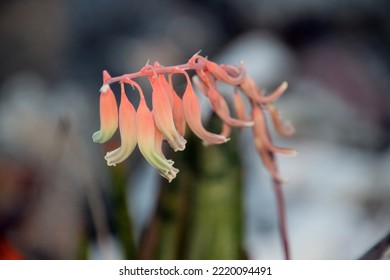 The Hanging  Peach And Green Bell Like Flowers Of A Succulent Plant