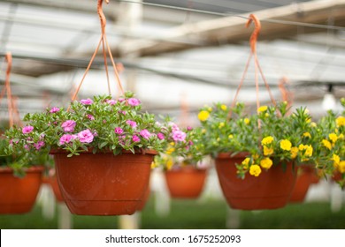 Hanging Petunia Basket Mixed Colours