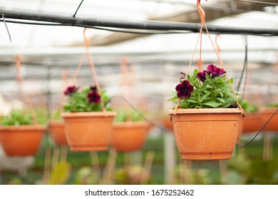 Hanging Petunia Basket Mixed Colours