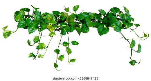 Hanging plant Devil's ivy or golden pothos heart-shaped leaves isolated on white background, clipping path included