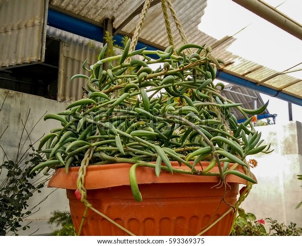 Hanging Plant Pot Unique Pattern Leaves Stock Photo Edit Now