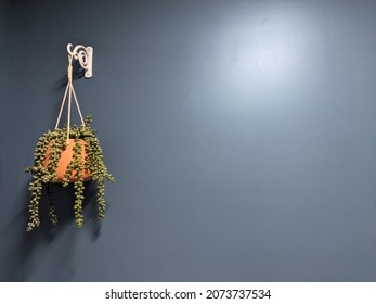 Hanging Planter On A Blue Background Wall. Home Decorative Plants