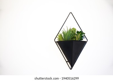 Hanging Planter On A White Background Wall. Home Decorative Plants