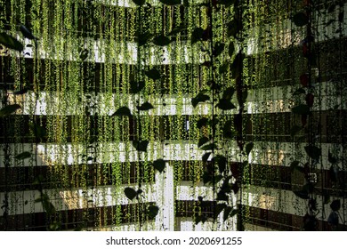 Hanging Plants Inside A Building