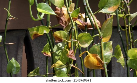 Hanging Plants Vines Money Plant With Green And Brown Leaves With Concrete Wall Background