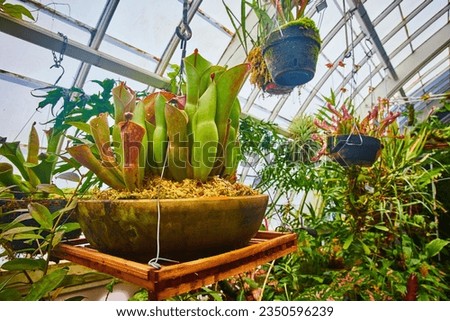Hanging pot with carnivorous plants and other assorted pots and plants in greenhouse