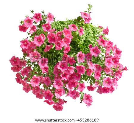 Hanging pot with pink althea flowers isolated on white
