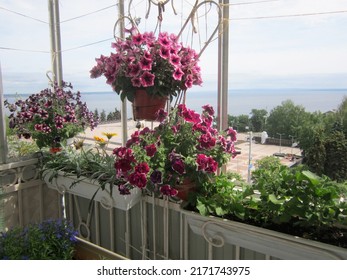 Hanging pots with petunias of different varieties and hanging boxes with gazania, lobelia, pelargonium turn the balcony into a luxurious blooming garden.                               