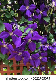 Hanging Purple Clematis On Fence 