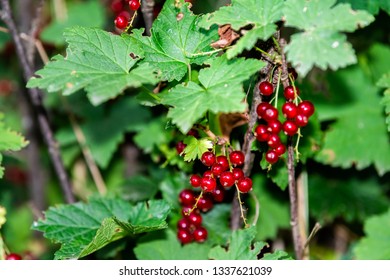 Hanging Red Currant Berries Macro Closeup With Plant Bush In Russia Or Ukraine Garden Dacha Farm With Vibrant Color At Night