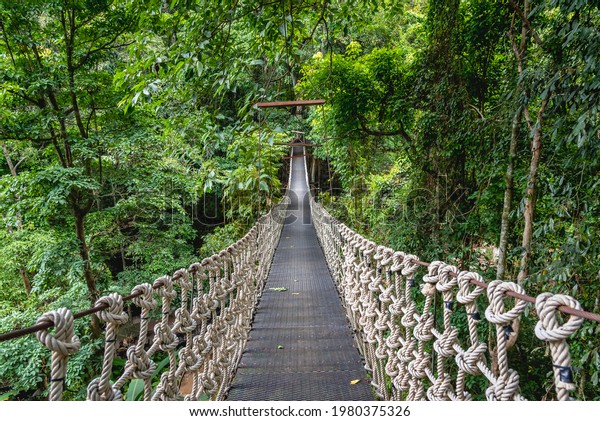 Hanging rope bridge a suspension bridge\
across water in\
rainforest.