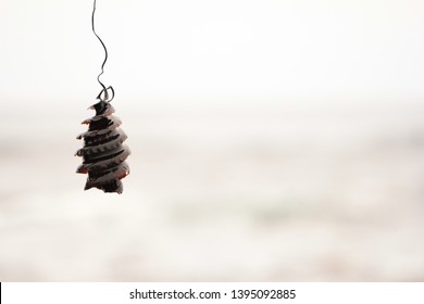  Hanging Shark Egg At The Beach