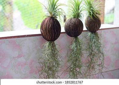 Hanging Spanish Moss  Or Tillandsia  Plants Is Plant With No Roots Hanging Down, Absorbs Water  And Moisturized From The Air. Thai Likes To Grow And Decorate House As Ornamental And Lucky Plant. 