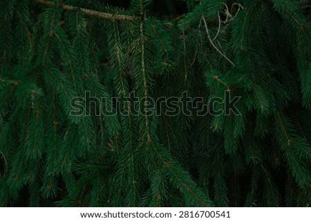 Hanging spruce branches close up texture. Dense green fir tree needles backdrop for winter forest concept, Christmas, New Year seasonal themes, and moody nature.