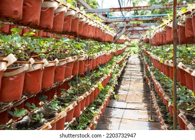 hanging strawberry farm; a new method on producing strawberries  - Shutterstock ID 2203732947