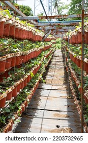 Hanging Strawberry Farm; A New Method On Producing Strawberries 