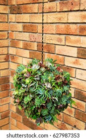 A Hanging Succulent  Ball Filled With A Variety Of Plants