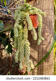 Hanging Succulent Plant, Sedum Burrito In A Mediterranean Garden