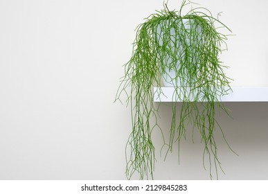 Hanging Succulent Rhipsalis Plant Standing On A White Shelf, Home Decoration Abstract.