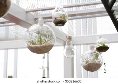 Hanging Terrariums With Plant In Indoor Environment