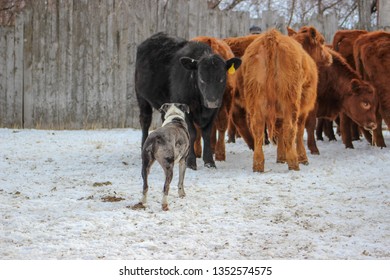 Hanging Tree Cowdog, Stub, Facing Off With An Unruly Angus Heifer At A Cattle Ranch In Montana. 