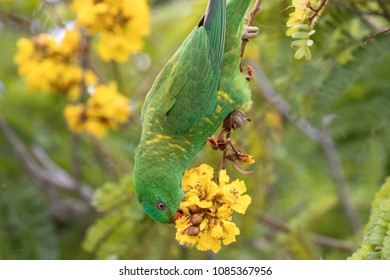 119 Parrot Hanging Upside Down Images, Stock Photos & Vectors 