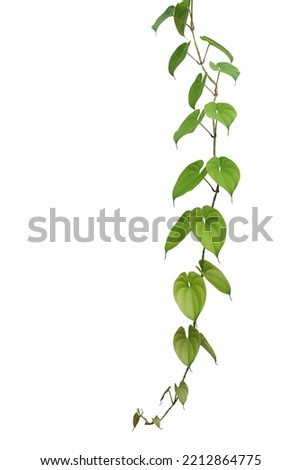 Hanging vine liana plant with heart shaped green leaves of purple yam or winged yam (Dioscorea alata) the tropic forest climber plant isolated on white background with clipping path.