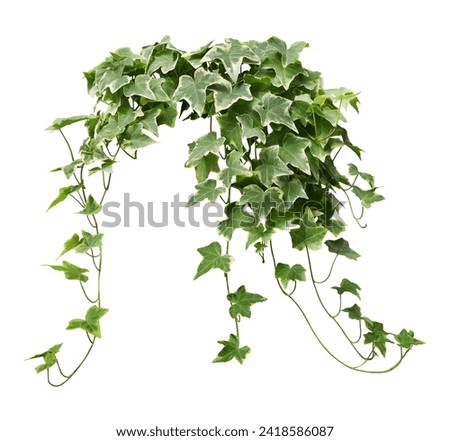 Hanging vine plant green ivy leaves, indoor houseplant isolated on white background.