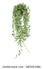 Hanging Vine Plant Succulent Leaves Of Epiphytic Plant (Dischidia Sp.) In Tropical Rainforest Garden, Indoor Houseplant Isolated On White Background With Clipping Path.	