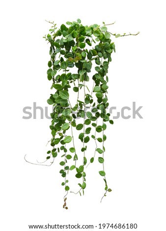 Hanging vine plant succulent leaves of Hoya (Dischidia ovata Benth), indoor houseplant isolated on white background.