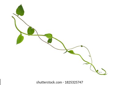 Hanging Vines Ivy Foliage Jungle Bush, Heart Shaped Green Leaves Climbing Plant Nature Backdrop Isolated On White Background With Clipping Path.