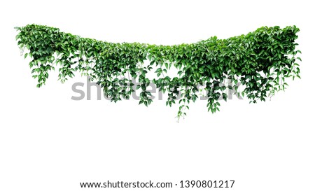 Hanging vines ivy foliage jungle bush, heart shaped green leaves climbing plant nature backdrop isolated on white background with clipping path.