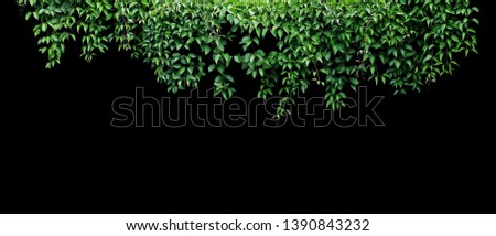 Hanging vines ivy foliage jungle bush, heart shaped green leaves climbing plant nature backdrop banner isolated on black background with clipping path.