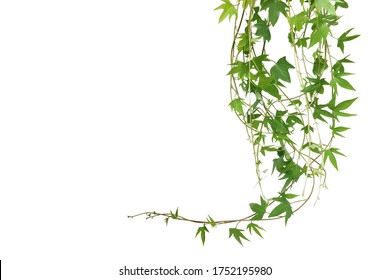 Hanging Vines Leaves Of Sweet Potato Vine Plant Isolated On White Background With Clipping Path.