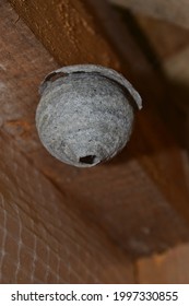 A Hanging Wasp Nest From Close Up. 