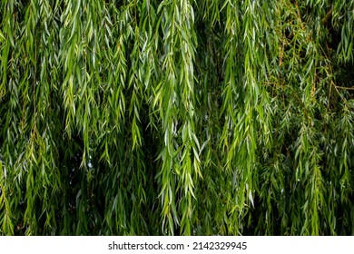 Hanging willow branches with green leaves. Background from green willow leaves