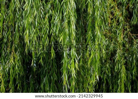 Hanging willow branches with green leaves. Background from green willow leaves