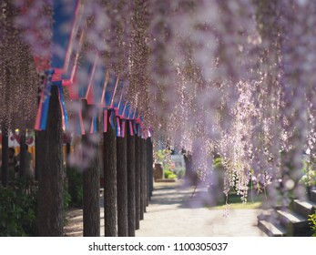 Hanging Wisteria Tunnel Ashikaga Tochigi Japan In May