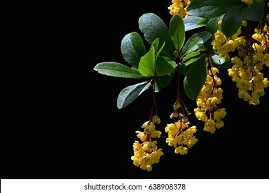 Hanging yellow flowers and young leaves of Barberry Berberis Sieboldii on dark background sunbathing in afternoon spring sun