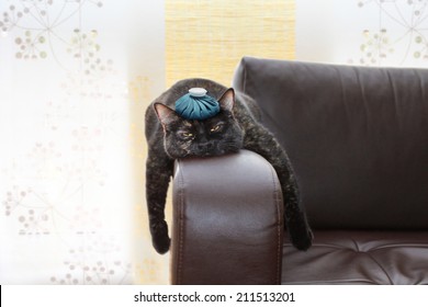 Cat Headache Images Stock Photos Vectors Shutterstock